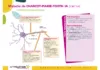Poster - Maladie de Charcot-Marie-Tooth 1A (CMT1A)